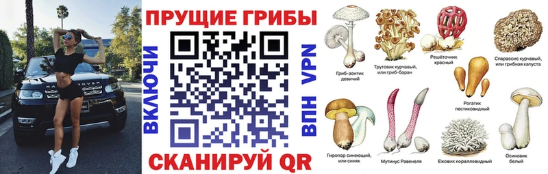 Псилоцибиновые грибы Cubensis  где продают наркотики  нарко площадка какой сайт  Новохопёрск 